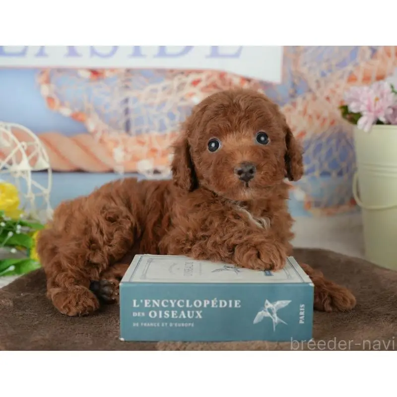 販売中の千葉県のトイプードル-453871の8枚目