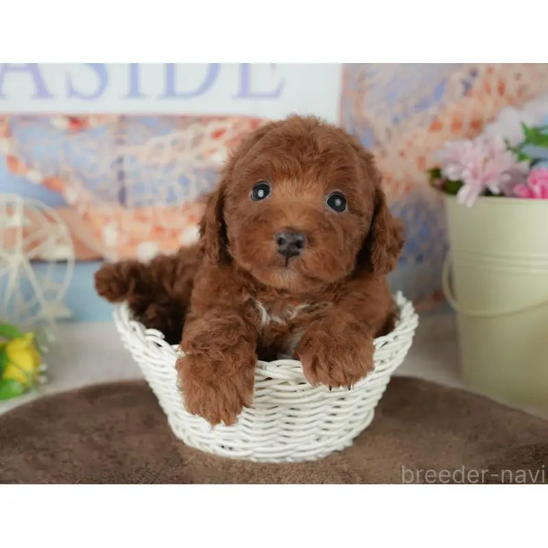 販売中の千葉県のトイプードル-453871の7枚目
