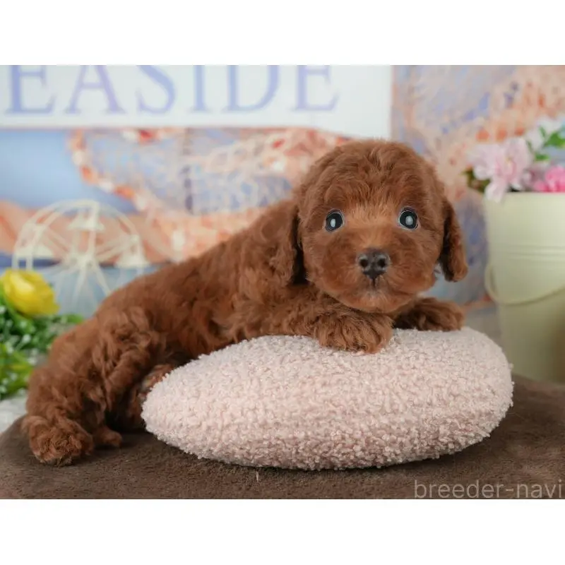 販売中の千葉県のトイプードル-453871の5枚目