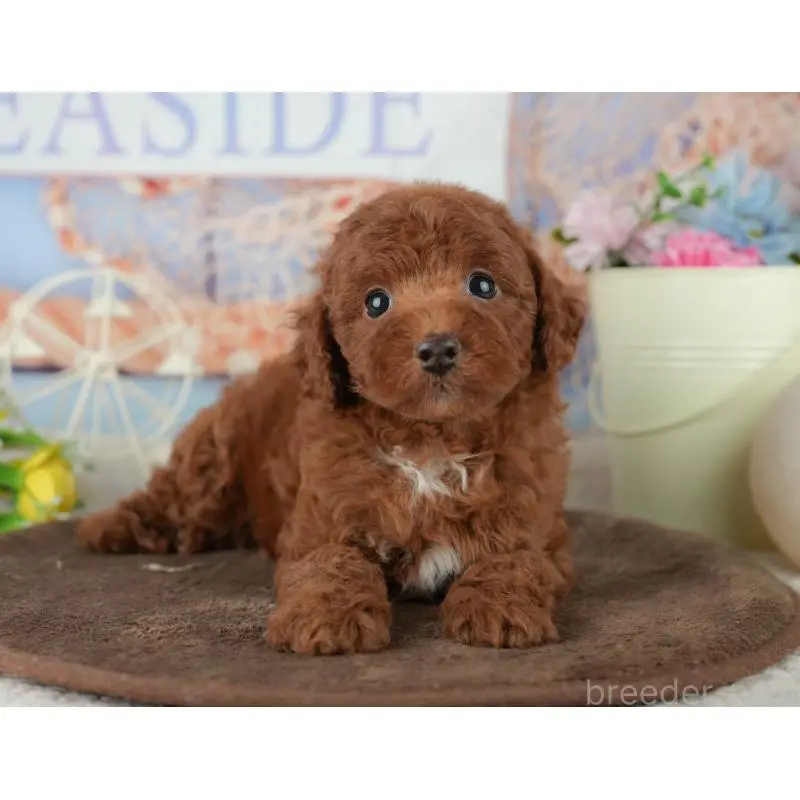 販売中の千葉県のトイプードル-453871の3枚目