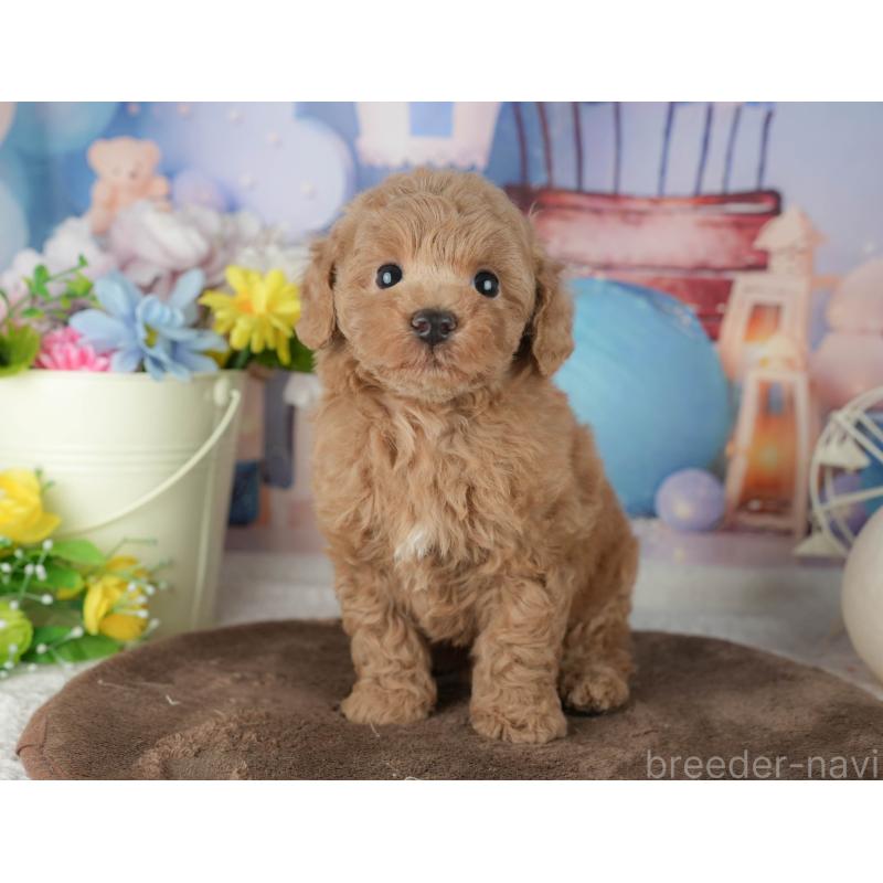 ♂︎トイプードル