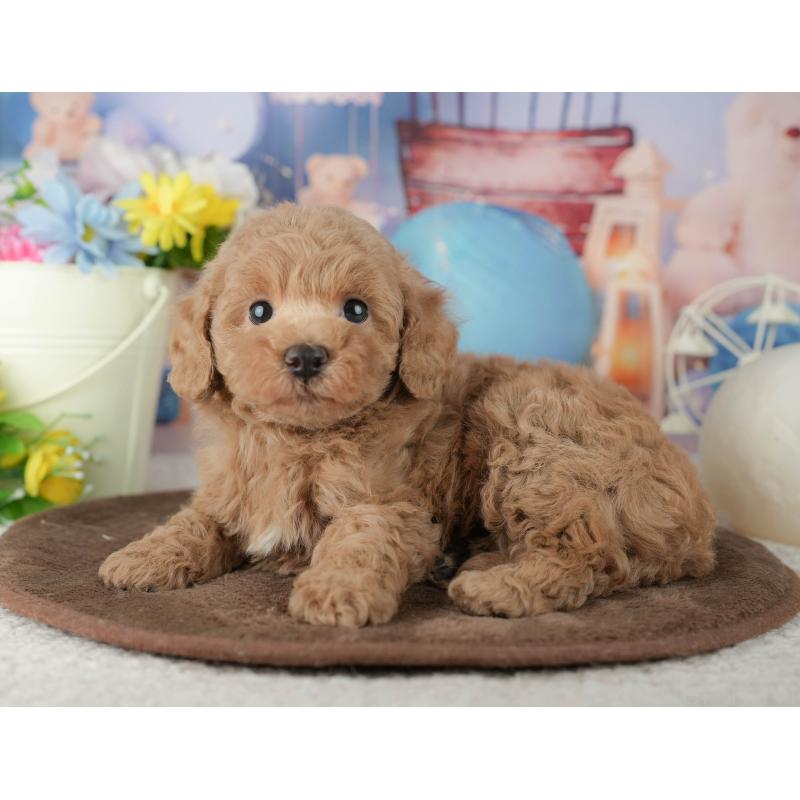 販売中の千葉県のトイプードル-453868の11枚目