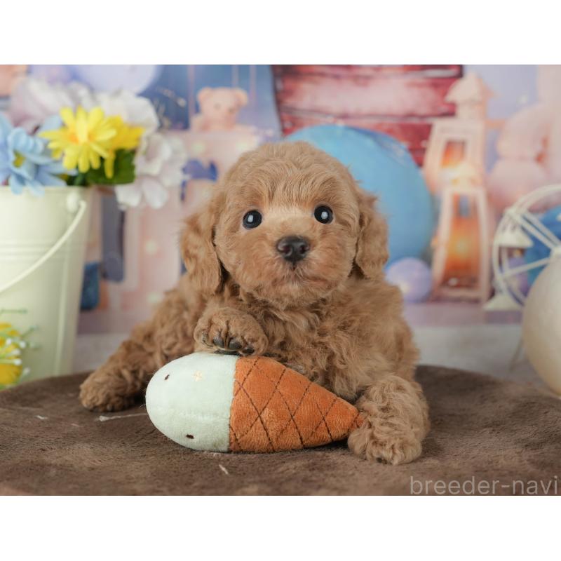 販売中の千葉県のトイプードル-453868の10枚目