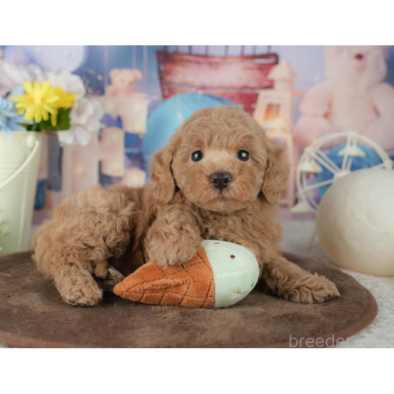 販売中の千葉県のトイプードル-453868の9枚目