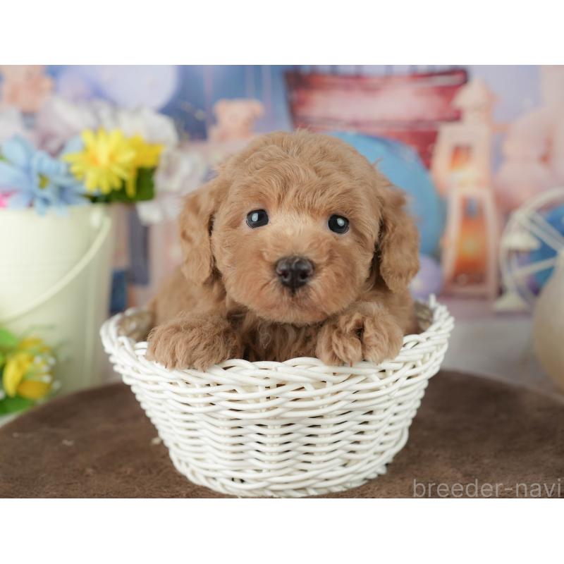 販売中の千葉県のトイプードル-453868の8枚目