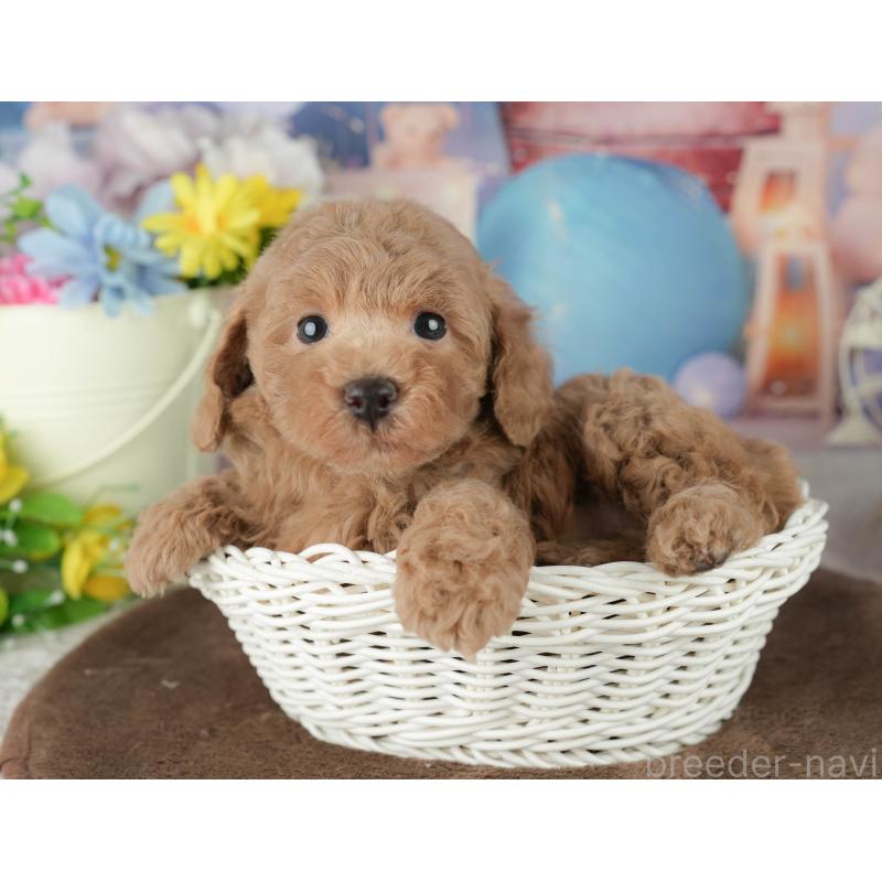 販売中の千葉県のトイプードル-453868の7枚目