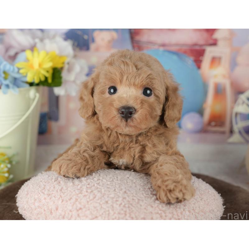 販売中の千葉県のトイプードル-453868の6枚目