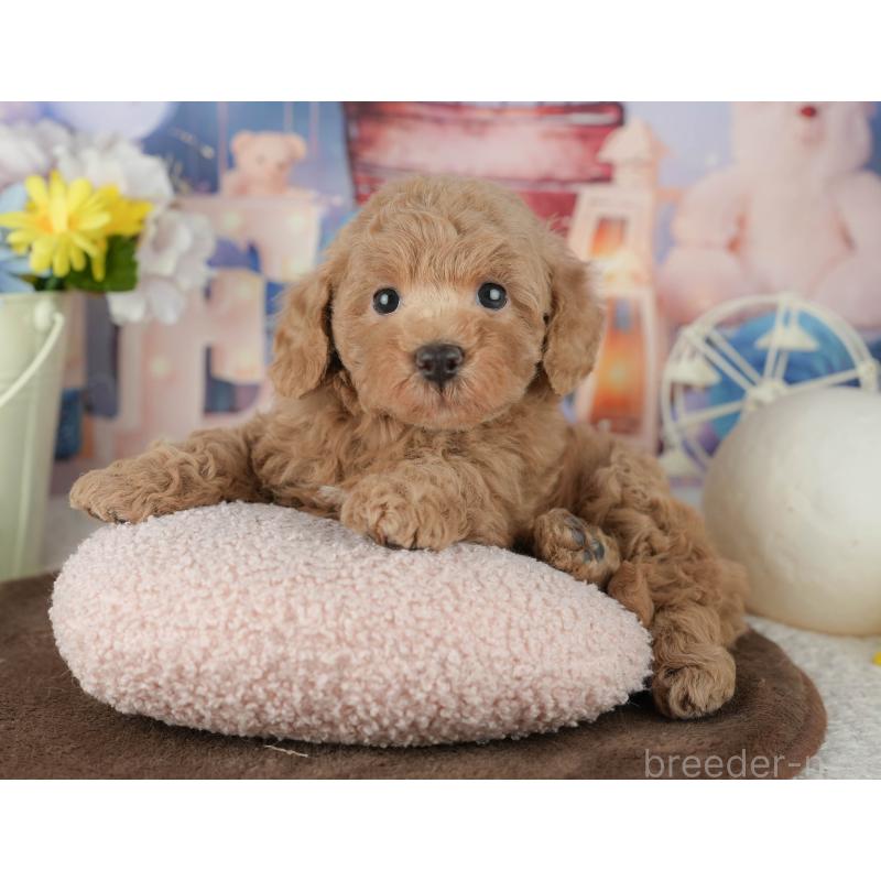 販売中の千葉県のトイプードル-453868の5枚目