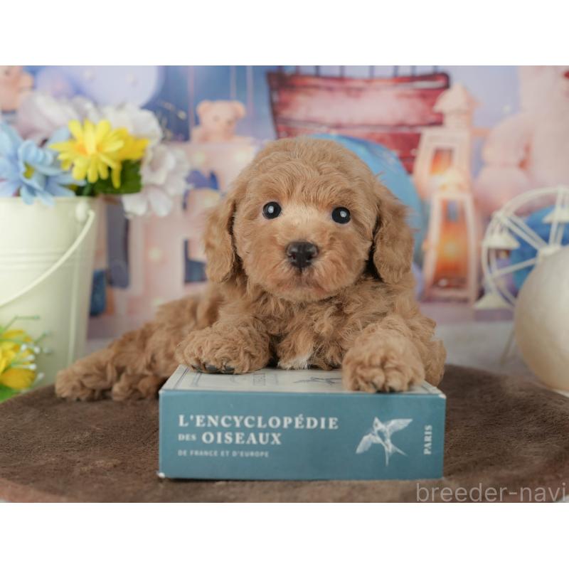 販売中の千葉県のトイプードル-453868の4枚目