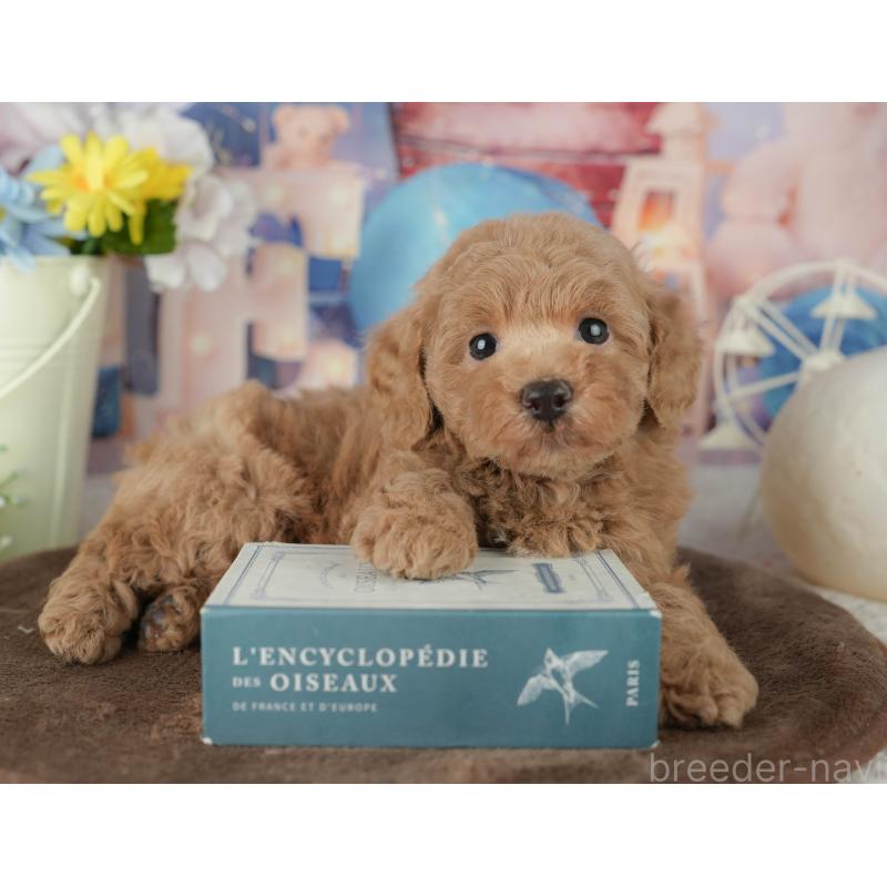 販売中の千葉県のトイプードル-453868の3枚目