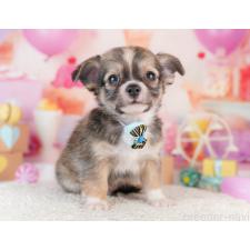 ♀︎チワワ(ロングコート)