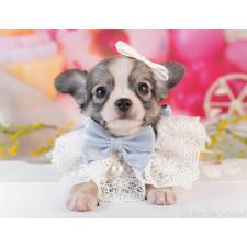 オンライン見学