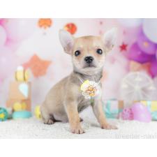 ♀︎チワワ(スムースコート)