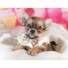 ♀︎チワワ(ロングコート)