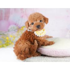 オンライン見学