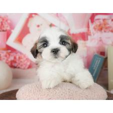 ♀︎ミックス犬