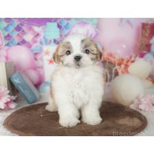 ♀︎ミックス犬