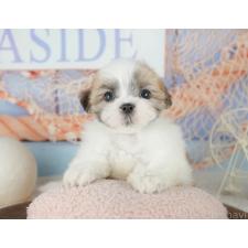 ♀︎ミックス犬