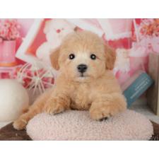 ♀︎ミックス犬