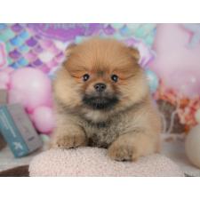 ♀︎ポメラニアン