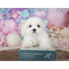 ♀︎ミックス犬