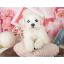 ♀︎ビションフリーゼ