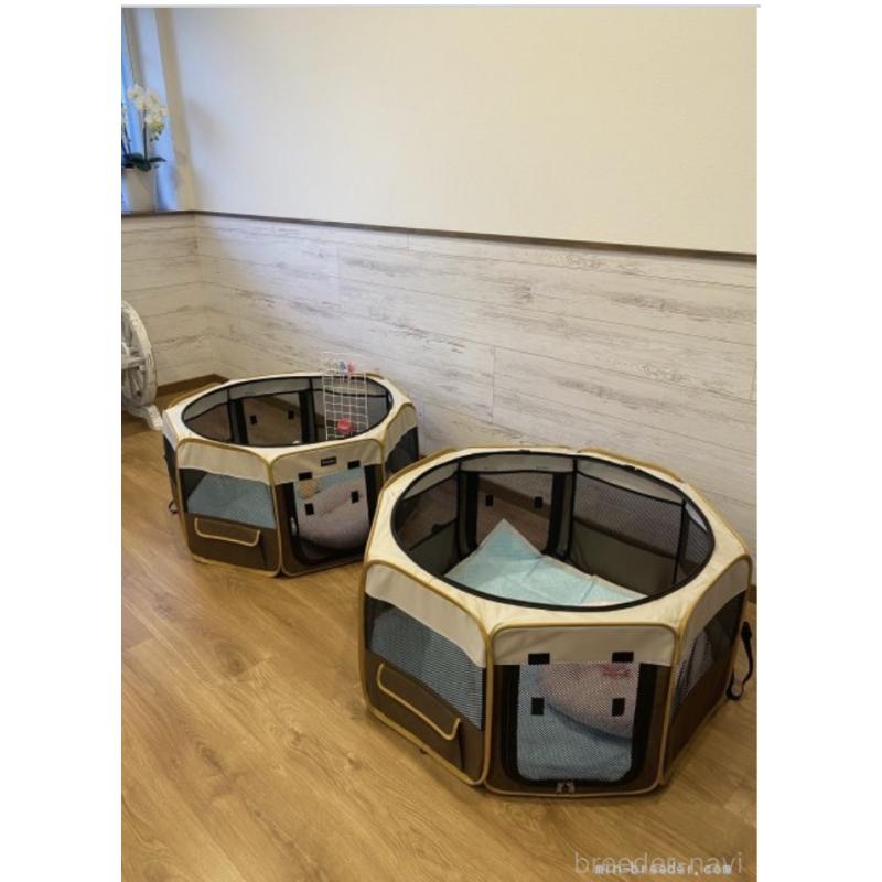 犬舎紹介の埼玉県の犬舎紹介-2017の2枚目