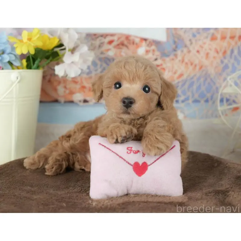 販売中の千葉県のトイプードル-453865の11枚目