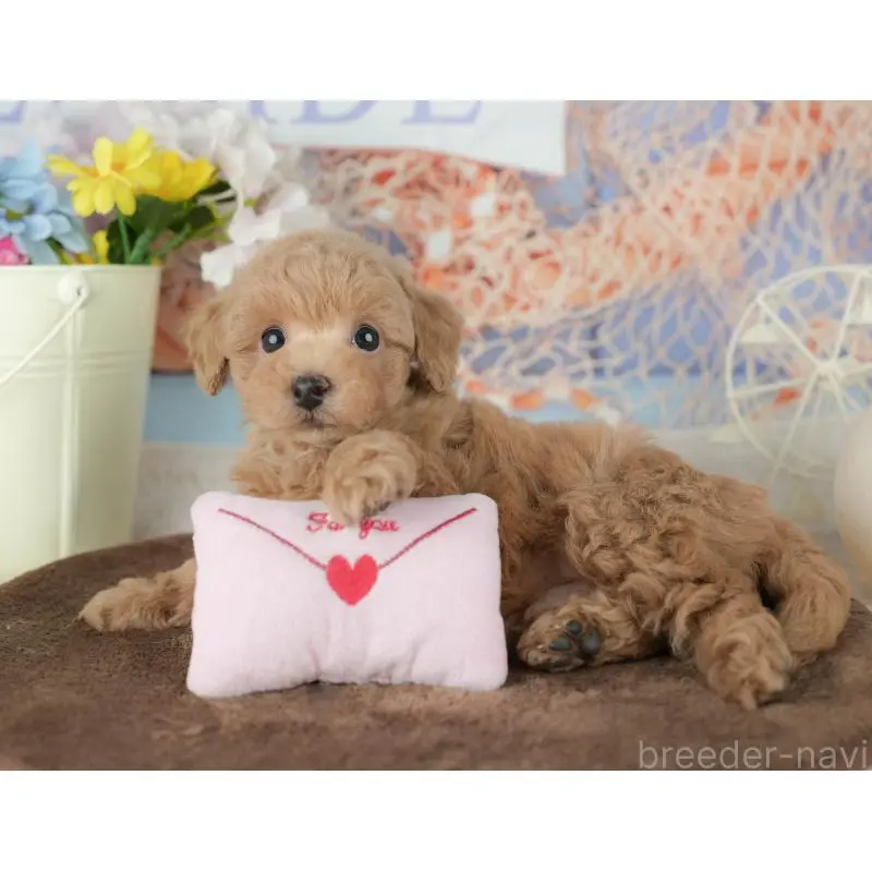 販売中の千葉県のトイプードル-453865の10枚目