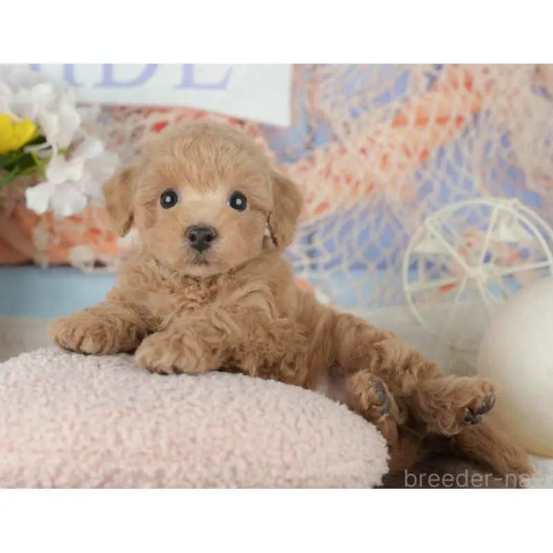 販売中の千葉県のトイプードル-453865の9枚目