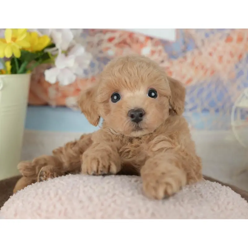 販売中の千葉県のトイプードル-453865の8枚目