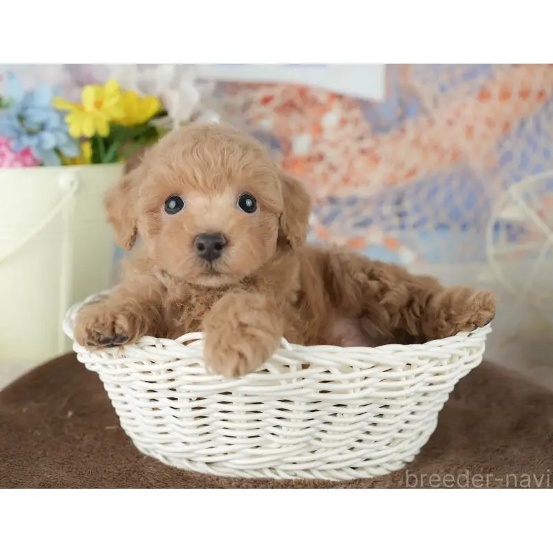 販売中の千葉県のトイプードル-453865の7枚目