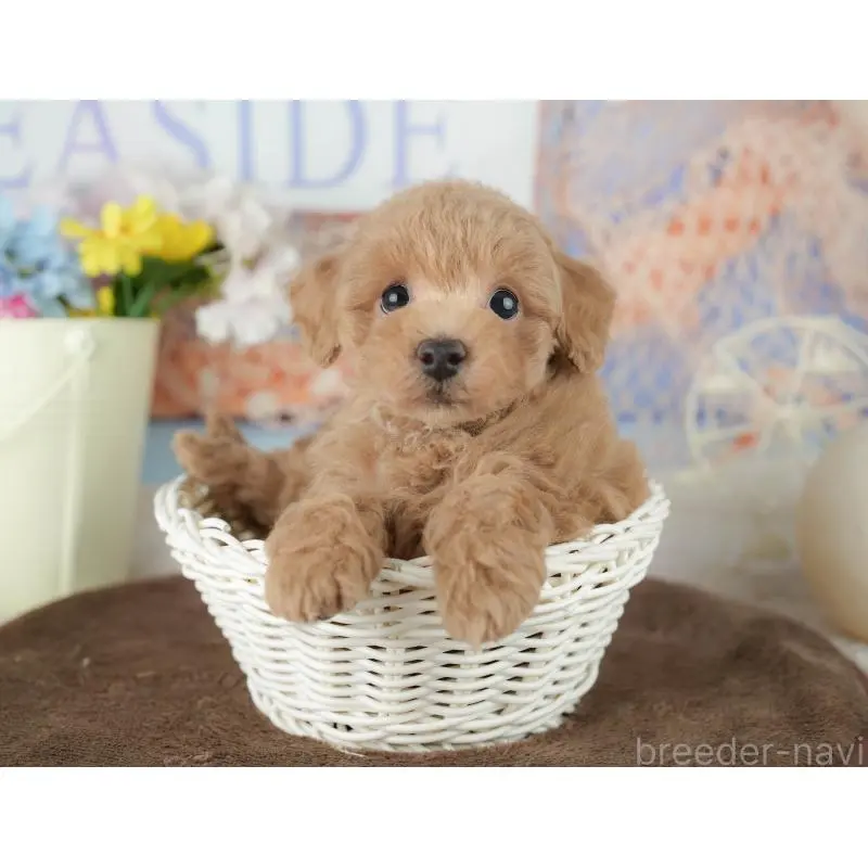 販売中の千葉県のトイプードル-453865の6枚目