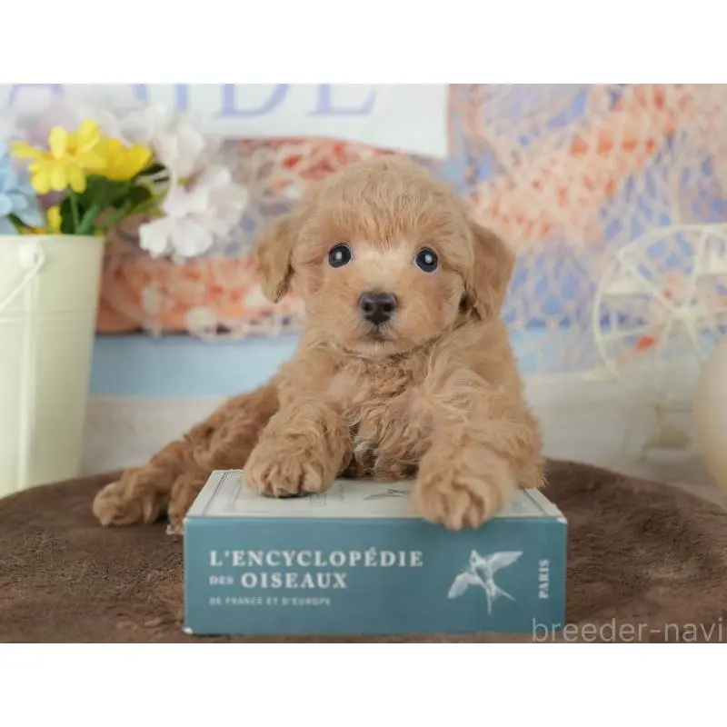 販売中の千葉県のトイプードル-453865の4枚目