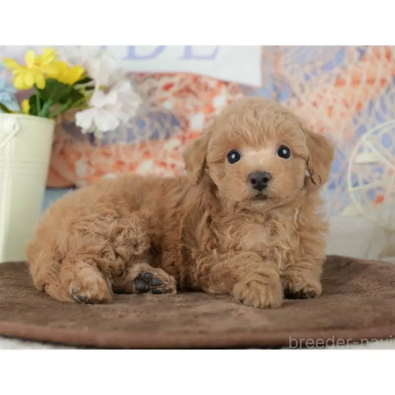 販売中の千葉県のトイプードル-453865の3枚目