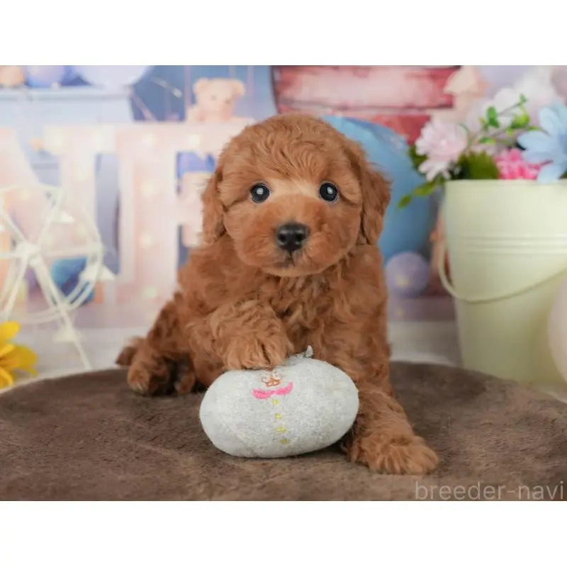 販売中の千葉県のトイプードル-453863の11枚目