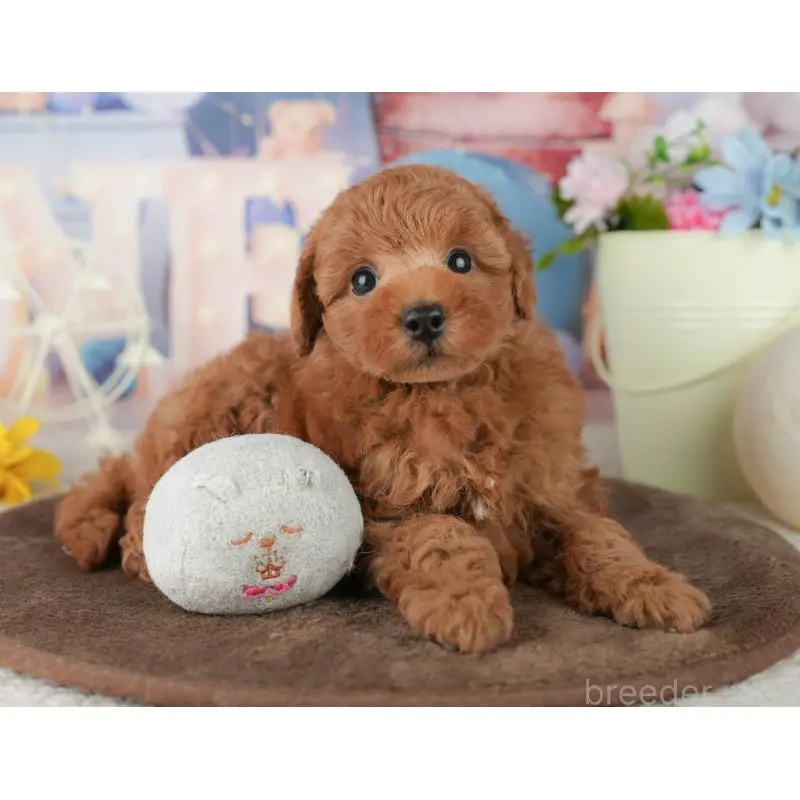 販売中の千葉県のトイプードル-453863の10枚目