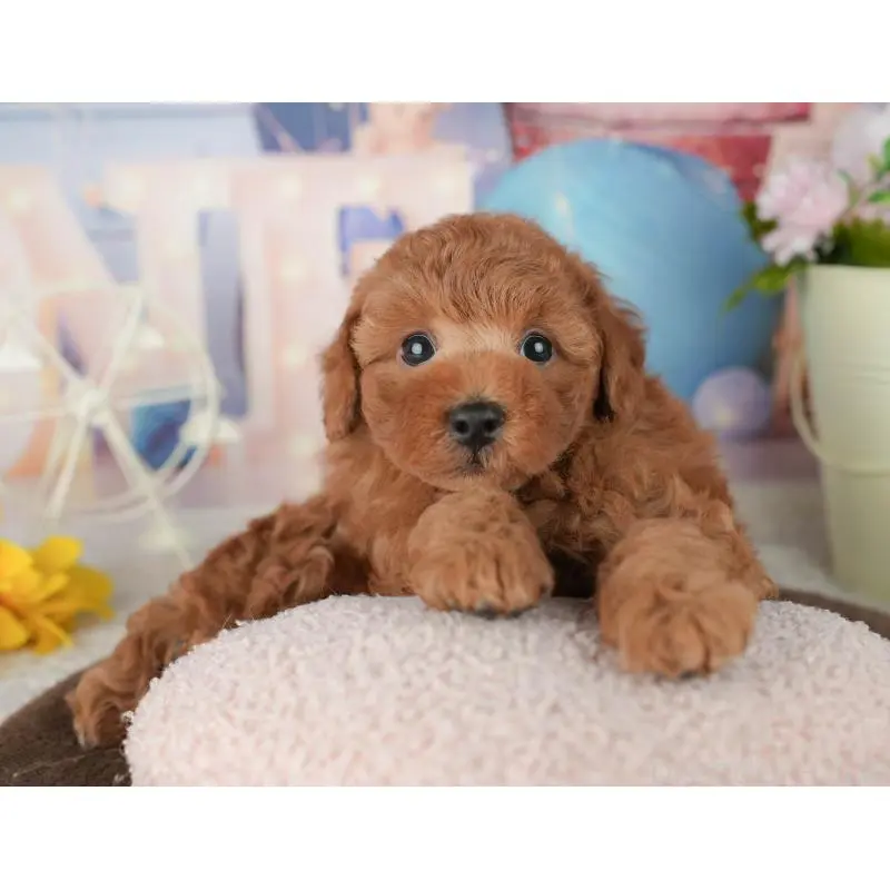 販売中の千葉県のトイプードル-453863の9枚目