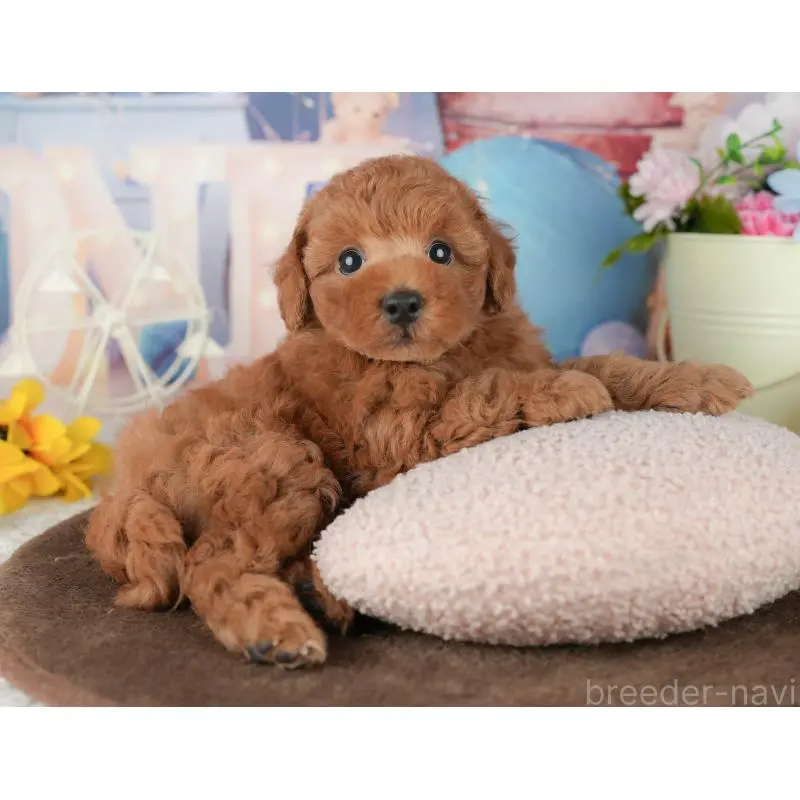 販売中の千葉県のトイプードル-453863の8枚目