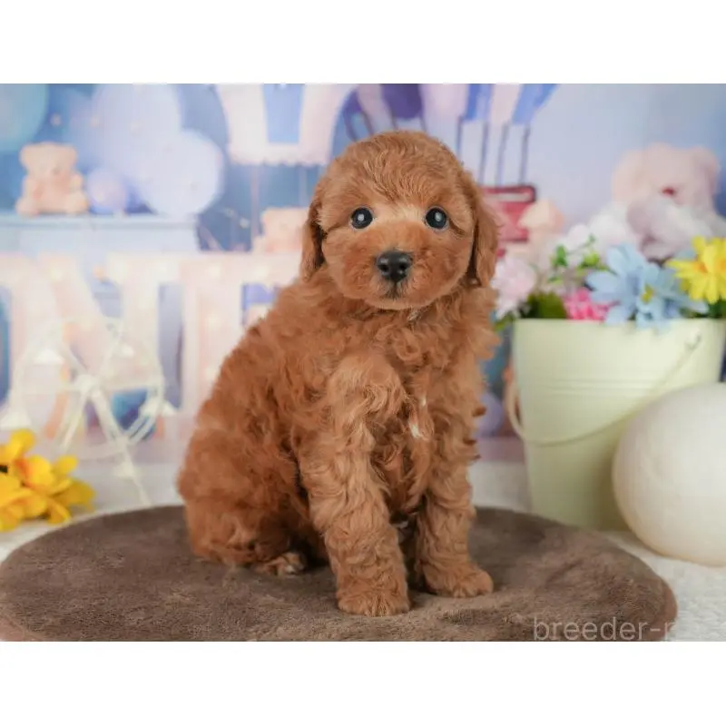 販売中の千葉県のトイプードル-453863の7枚目