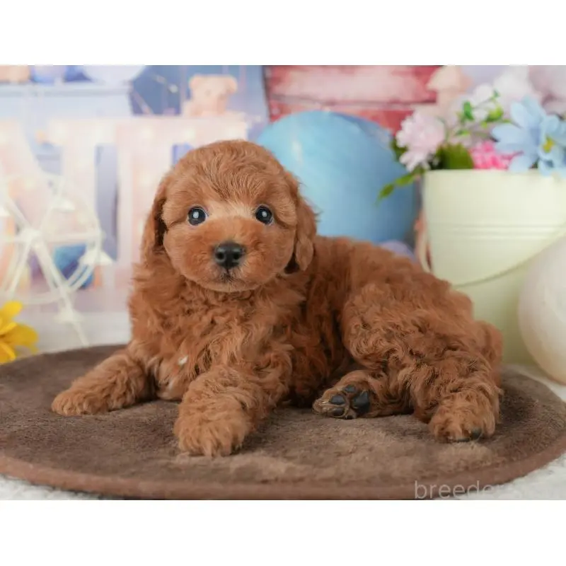 販売中の千葉県のトイプードル-453863の6枚目