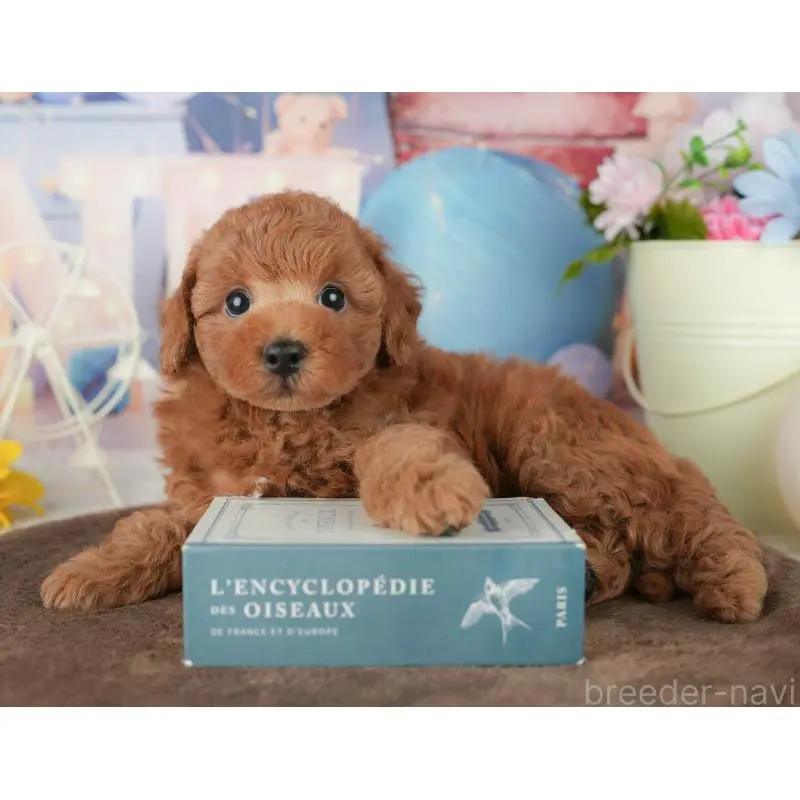 販売中の千葉県のトイプードル-453863の5枚目