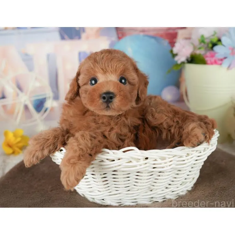 販売中の千葉県のトイプードル-453863の4枚目