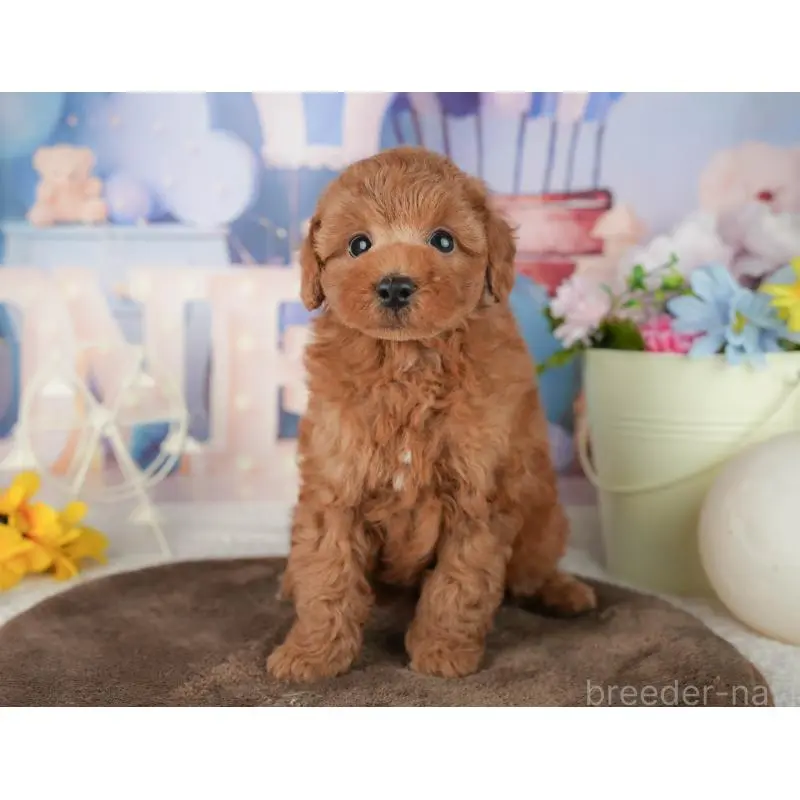 販売中の千葉県のトイプードル-453863の3枚目