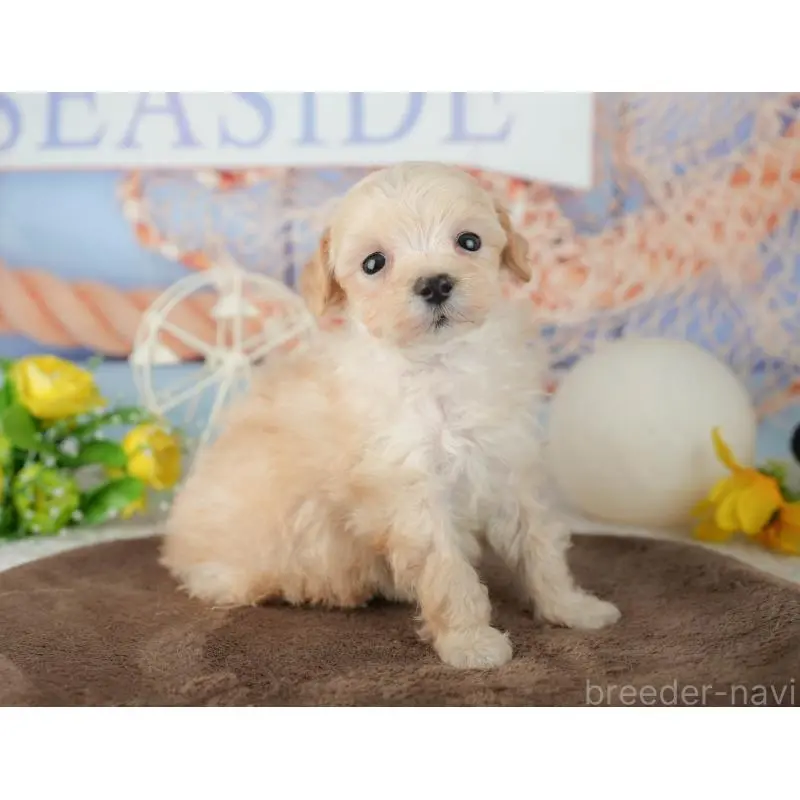 販売中の千葉県のミックス犬-453859の11枚目