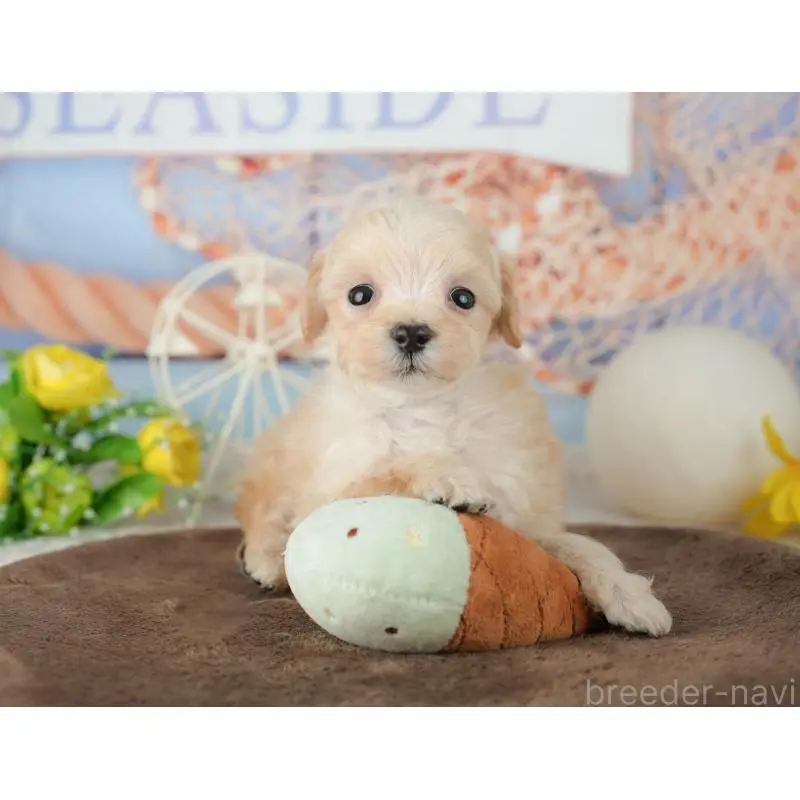 販売中の千葉県のミックス犬-453859の10枚目