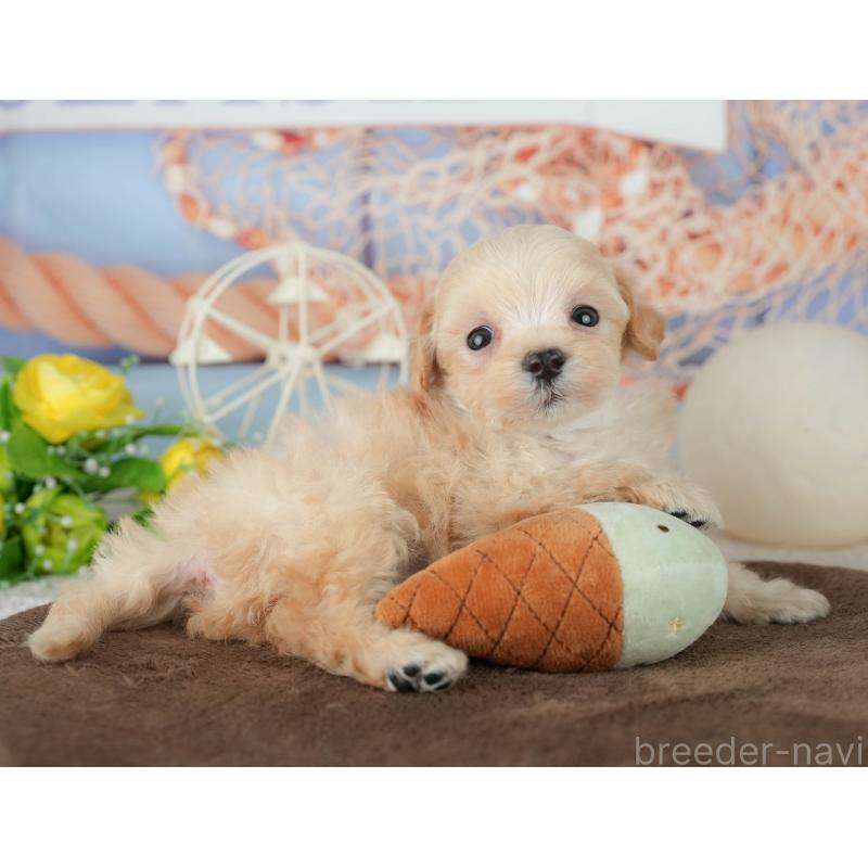 販売中の千葉県のミックス犬-453859の9枚目