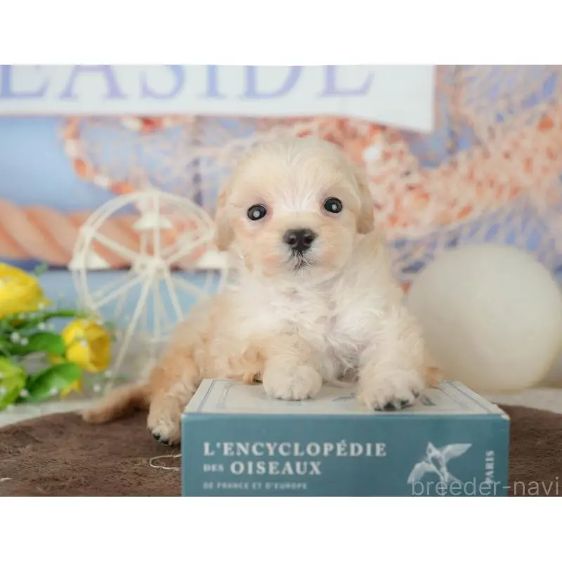 販売中の千葉県のミックス犬-453859の8枚目