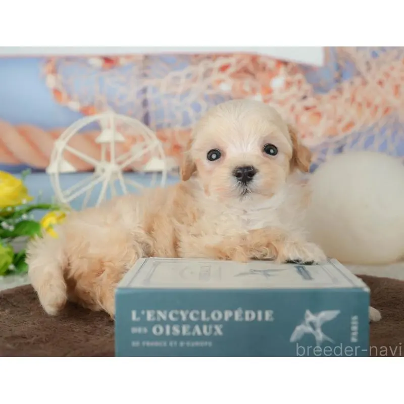 販売中の千葉県のミックス犬-453859の7枚目