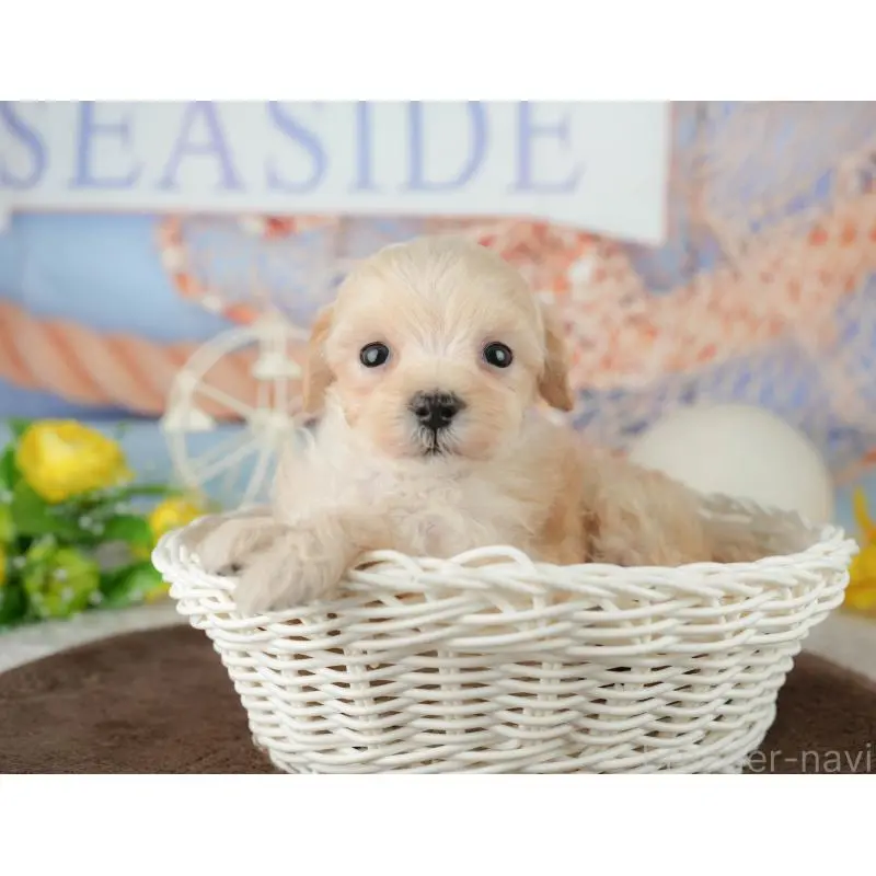 販売中の千葉県のミックス犬-453859の6枚目